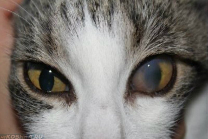 У котят текут глаза. Помутнение роговицы у кота.