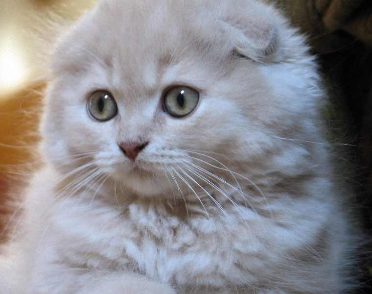 Scottish Fold Scottish Fold Blau Katzchen Mit Hangeohren Uberblick Uber Rasse Herkunft Eigenschaften Pflege Und Foto