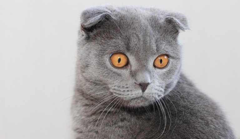 Scottish Fold Scottish Fold Blau Katzchen Mit Hangeohren Uberblick Uber Rasse Herkunft Eigenschaften Pflege Und Foto