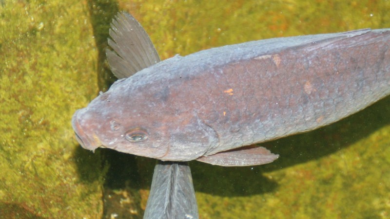 Fische Mit Den Beinen Fur Einen Aquariennamen Warum Erscheinen Weisse Plaques Auf Fischen Und Wie Sie Zu Behandeln Sind