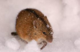 Variability of yellow-necked mice